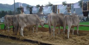 ZF Gemsch Epp Meiri Alpnach  77A